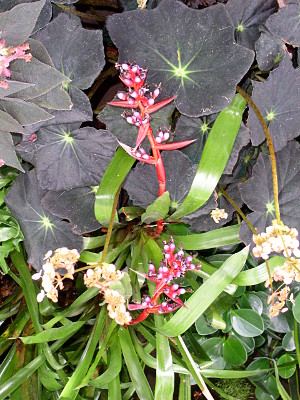 [Large grey leaves have a yellow center with the initial part of the veins extending into the leaves also yellow so they appear to be sparlking stars on the leaves. There are also two different plants with long stems one of which is pink-purple and the other is tan with white blooms.]